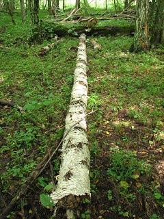 Puszcza Białowieska - rozkładające się drzewo